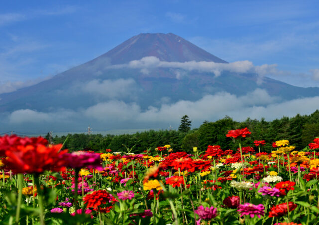 富士山の麓に咲く花