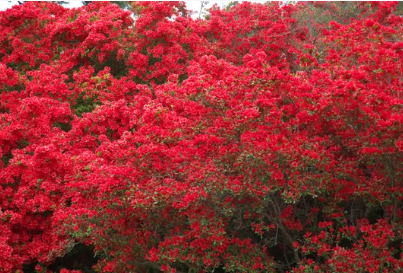 Blooming-red-azalea 