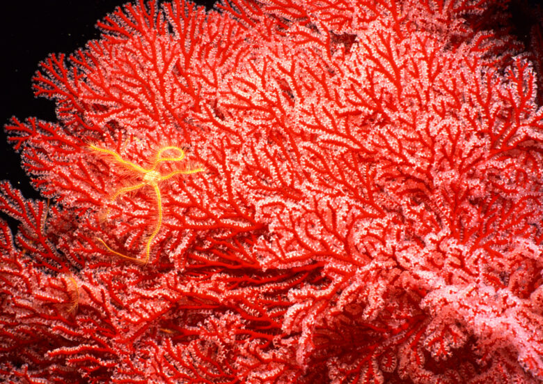 血赤珊瑚